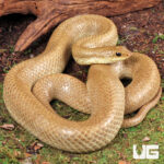 Madagascar Blonde Hognose Snake