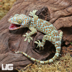 Juvenile Tokay Gecko