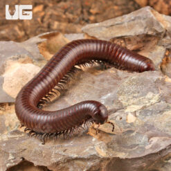 Chocolate Desert Millipede