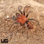 Guatemalan Tiger Rump Tarantula (.25 – .75”)