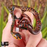 Baby Sulawesi Mangrove Snake