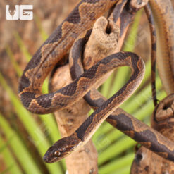 Suriname Cat Eye Snake