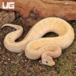 Baby Male Banana Lemon Blast Ball Python