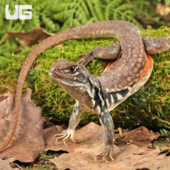 Butterfly Agama
