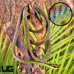 Elegant Bronzeback Snake