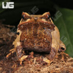 Javan Horned Frog