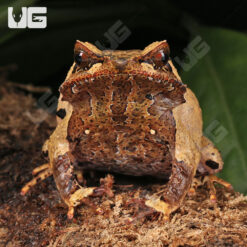 Javan Horned Frog