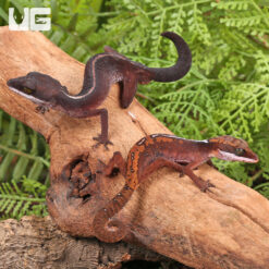 Malaysian Cat Eye Gecko