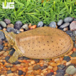 Juvenile Spiny Softshell Turtle