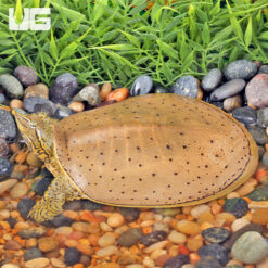 Juvenile Spiny Softshell Turtle