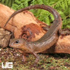 Sulawesi Spiny Water Skink