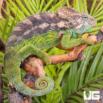 Verrucosus Chameleon