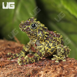 Vietnamese Mossy Frog