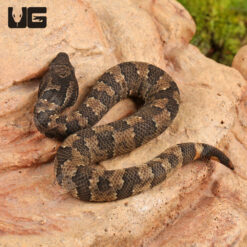 Baby Viper Boa