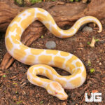 Baby Albino Ball Python