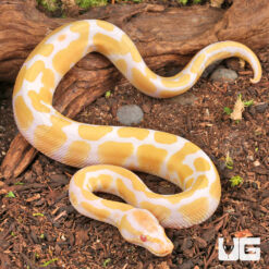 Baby Albino Ball Python