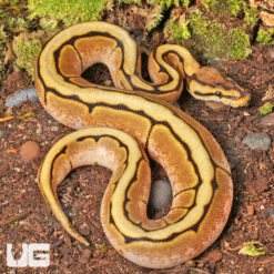 Baby Female Genetic Stripe Spider Ball Python