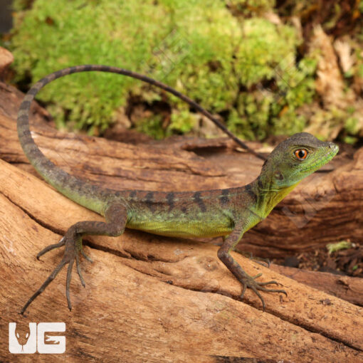 Green Basilisks For Sale - Underground Reptiles