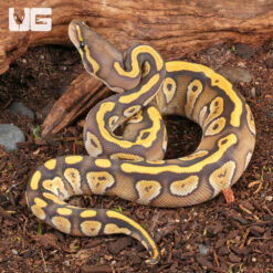 Baby Mojave Ball Python