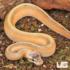 Baby Female Super Pastel Genetic Stripe Ball Python