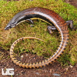 Mueller's Skink