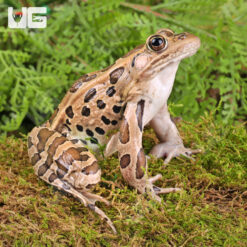Northern Leopard Frog