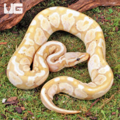 Yearling Female Pastel Banana Het Pied Ball Python #4