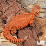 Super Red Uromastyx