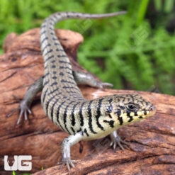 Baby Kenyan Zebra Skink