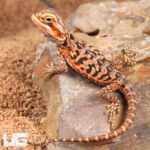 Inferno Silky Bearded Dragon