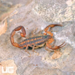Hentz Bark Scorpion