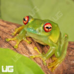 Ankafana Bright Eyed Frog