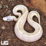 Baby Super Pastel Super Spark Ball Python