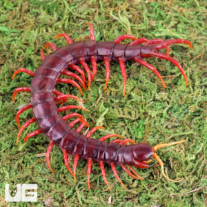 Quick Order - UGR Wholesale