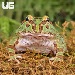 Samurai Blue Pacman Frog