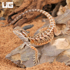 Citrus Leatherback Bearded Dragon (6 - 8")