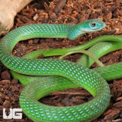African Green Bush Snake
