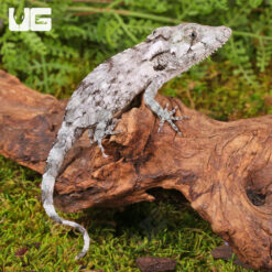 Baby Cuban False Chameleon