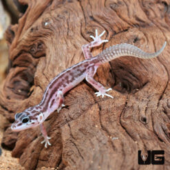 Baby Striped Snow Leopard Gecko