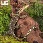 Baby Sumbawa Water Monitor