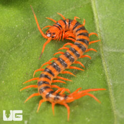 Baby Thai Giant Cherry Centipede