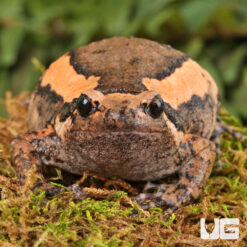 Chubby Frog