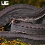 Dragon Snake