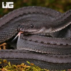 Dragon Snake