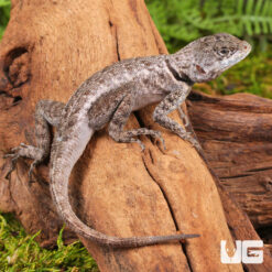 Guyana Collared Lizard