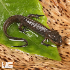 Peninsula Newt