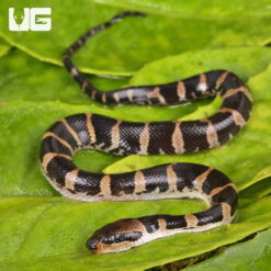 Puff Faced Water Snake