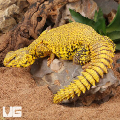 Super Yellow Uromastyx