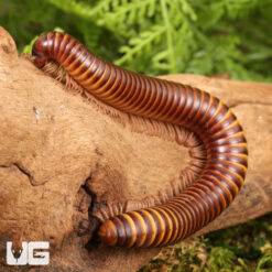 Togo Striped Leg Millipede