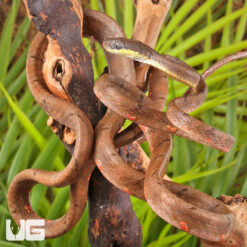 White Spotted Cat Snake